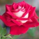 Trandafir teahibrid Osiria C4H